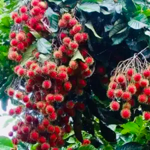 1 Grafted Rambutan Tree (Nephelium lappaceum) 24”-36” – Exotic Fruit-Bearing Tree for Tropical Gardens
