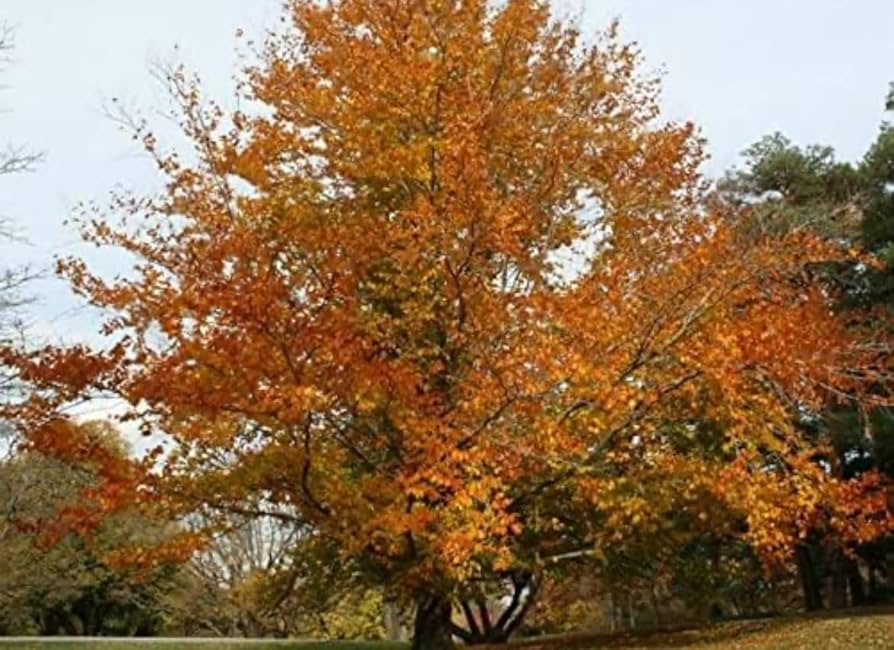 1 Fagus grandifolia American Beech Tree - Live Bare Root Plant 1-2 Feet for Zones 3-9