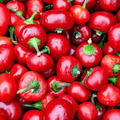 250mg Large Cherry Hot Pepper Seeds Capsicum annuum | Mild to Medium Heat, Non-GMO, Perfect for Salsas, Pickling, and Garnishing