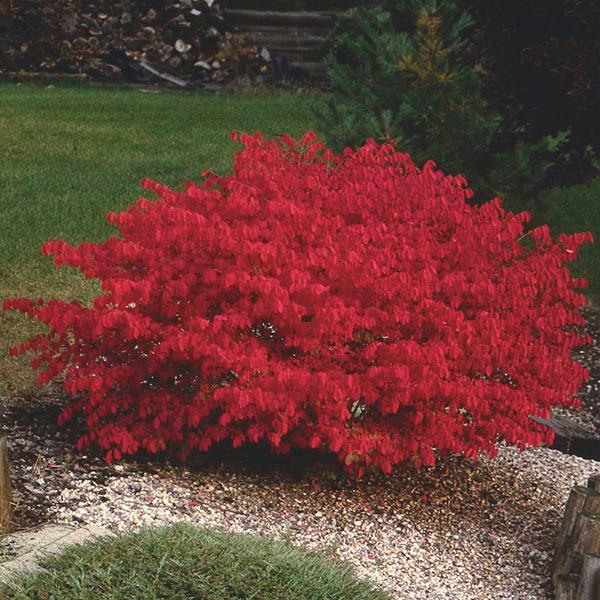 1 Dwarf Burning Bush Bare Root (Euonymus alatus) – Hardy Shrub for Vibrant Red Foliage