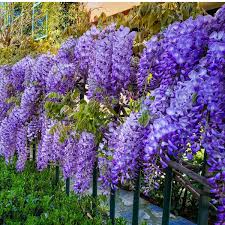 5 Unrooted Purple Wisteria Cuttings - Hardy Climbing Vine with Fragrant Flowers for Trellises, Fences, Gardens, & Outdoor Landscaping