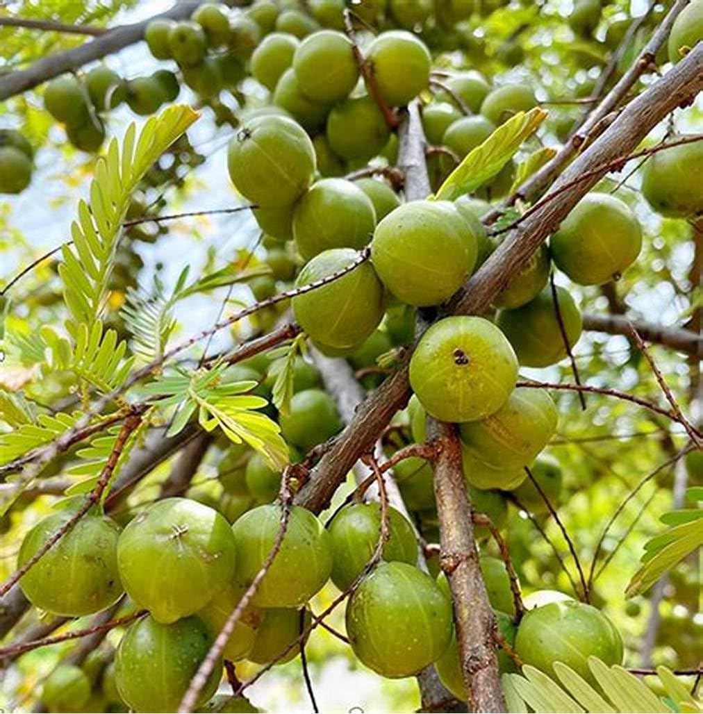 Amla Tree / Indian Gooseberry (Emblica officinalis) – Live 12”-24” Tropical Fruit Tree Rich in Nutrients & Ayurvedic Traditions