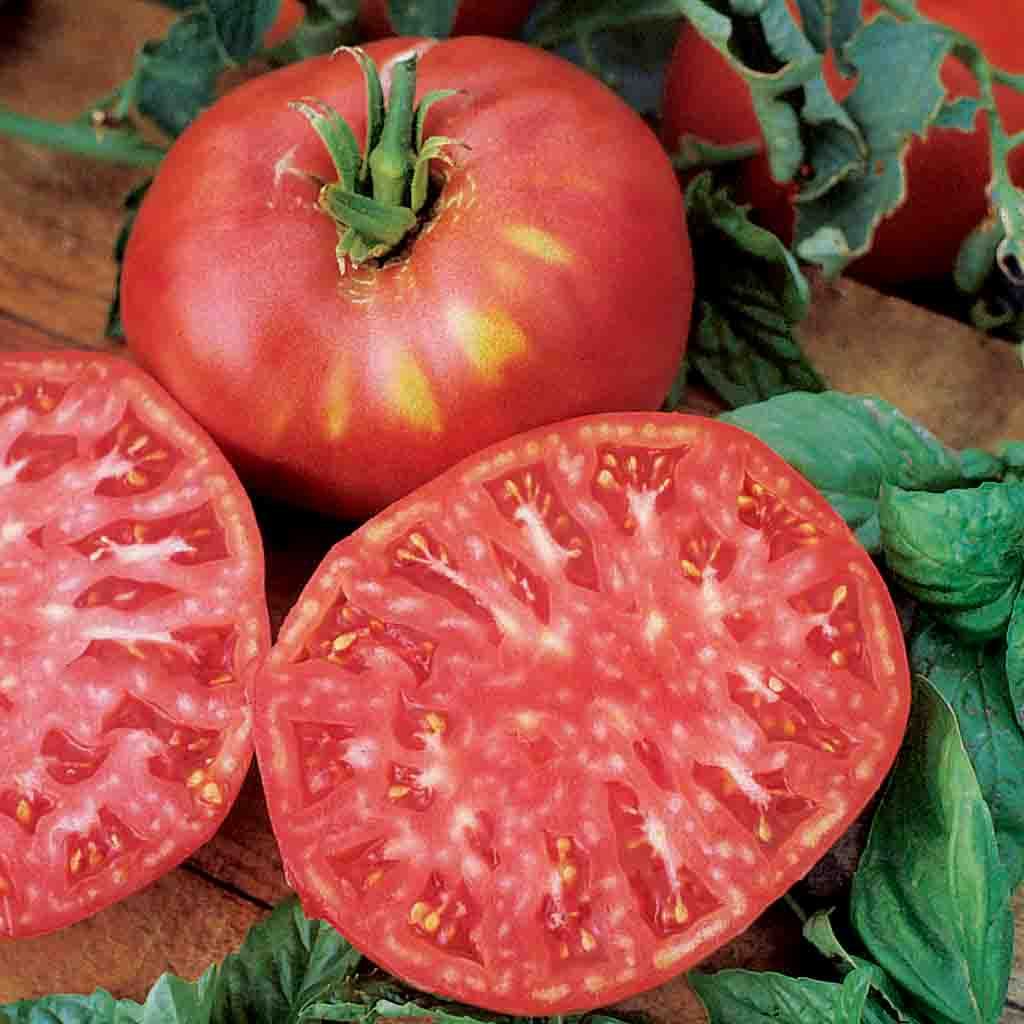 Pink Brandywine Tomato Seeds | Heirloom, Non-GMO | 1-2 lb Fruit | 85 Days | USDA Zones 3-10 |