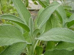 Sage Seeds | Heirloom - Non-GMO | 50 Seeds | Salvia officinalis | Culinary Herb | USDA Zones 5-10 |