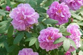 Rosa x rugosa Seeds – Rugosa Rose Shrub – Hardy Fragrant Rose with Pink Blooms and Hips, Ornamental Hedge Plant for Cold Coastal Gardens