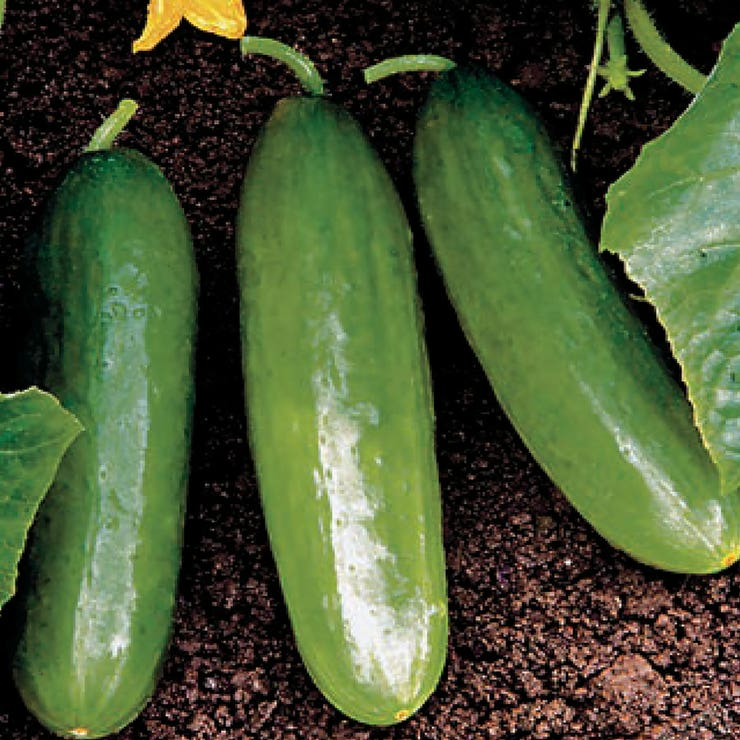 Diva Cucumber Seeds | Hybrid, Non-GMO | AAS Winner | Burpless, Seedless | 58 Days | USDA Zones 2-10 |