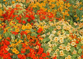 Alaska Mix Nasturtium Seeds - Non-GMO, Variegated Foliage, Orange/Yellow/Red Blooms, Edible, Attracts Pollinators,