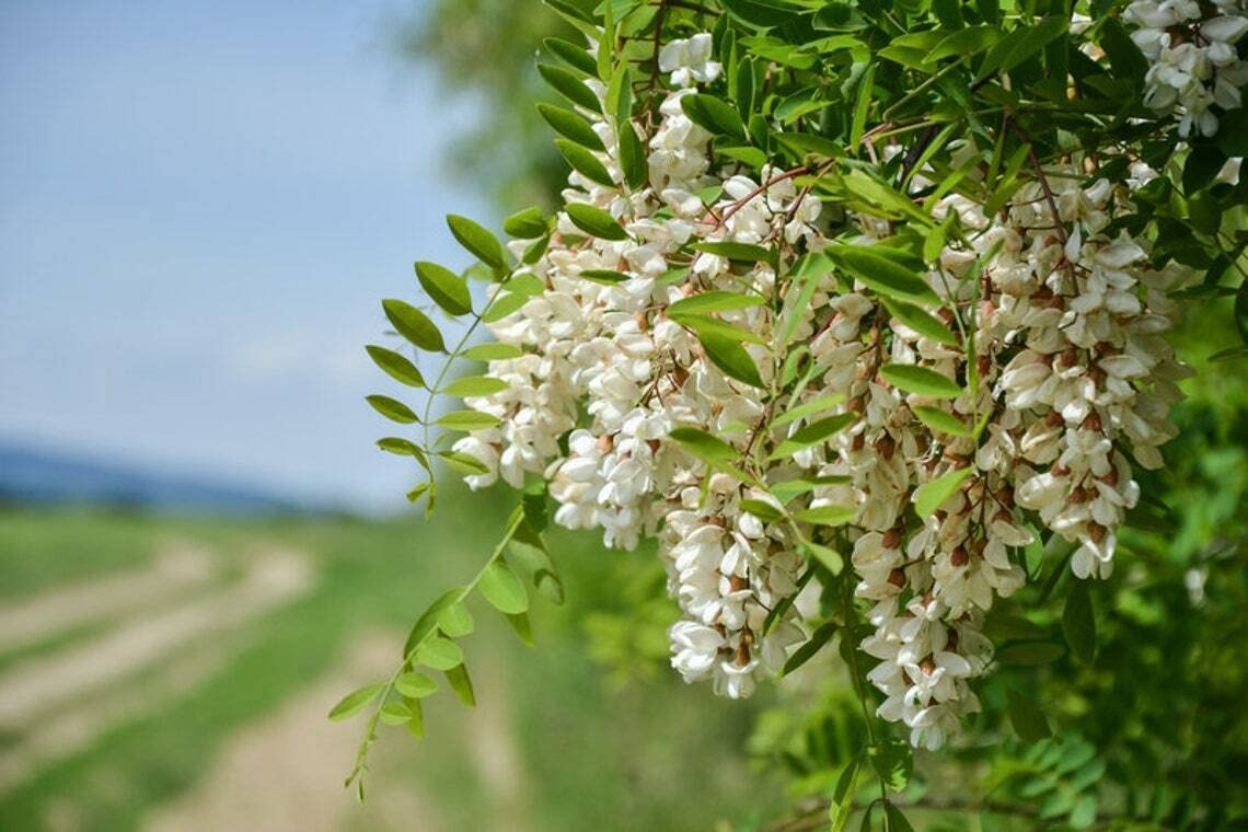1 Flowering Black Locust Tree (Robinia pseudoacacia) Live Bare Root Plant 2-3 Feet