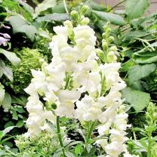 500 Snapdragon Snowflake Seeds White Blooms Spring-Fall Non-GMO Up to 36" Tall Antirrhinum majus