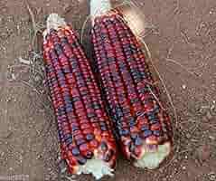 Bloody Butcher Corn Seeds - Heirloom, Non-GMO - 110 Days to Maturity - Deep Red Kernels - USDA Zones 2-10 - Perfect for Flour & Cornmeal