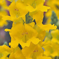 Chantilly Yellow Snapdragon Seeds - 1000+ Antirrhinum majus Seeds with Tall, Fragrant Yellow Blooms