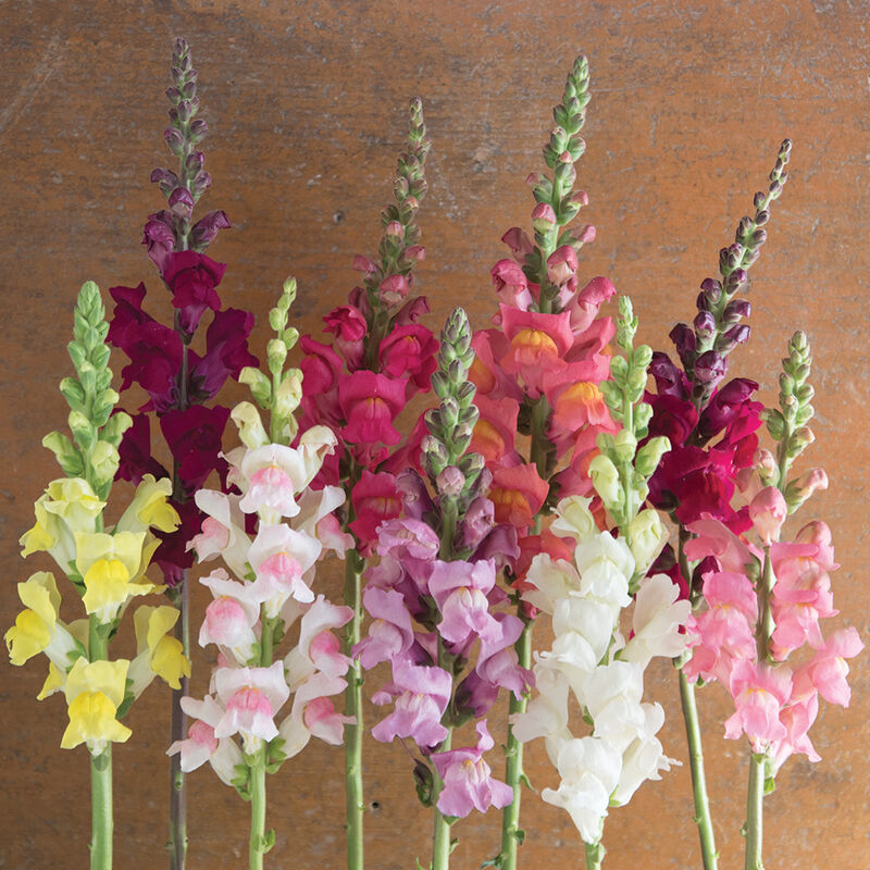 Antirrhinum majus Potomac Custom Mix Snapdragon Seeds – 1000+ Multi-Colored Vibrant Blooms for Garden & Cut Flowers