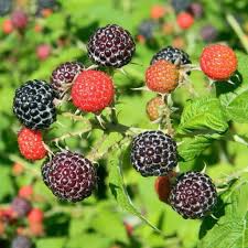 1 Black Raspberry Plant (Mysore Rubus niveus), Live Bare Root Starter Plant, Ready to Grow 4-10 Inches