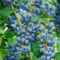1 Blueberry Plant, Rooted Cutting, Live Bare Root Starter, Easy to Grow Fruit Bush