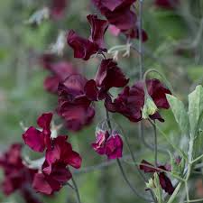 Burnished Bronze Sweet Pea Seeds – 50+ Antique Copper Blooms – Climbing Vine for Trellises, Bouquets, Vintage Gardens & Borders – USA
