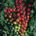 Supersweet 100 Tomato Seeds (F1 Hybrid) | Non-GMO | Sweet Cherry Tomatoes | 65 Days to Maturity | USDA Zones 3-10 |
