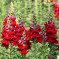 Antirrhinum majus Rocket Cherry Snapdragon Seeds – 1000+ Cherry-Red Blooms for Garden & Cut Flowers