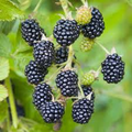 1 California Blackberry Plant - Live Bare Root Organic 10-15" Long