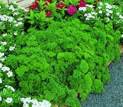 Triple Curled Parsley Seeds | Heirloom - Non-GMO | 500 Seeds | Curly Garnish Herb | Fast Growing | USDA Zones 3-10 |