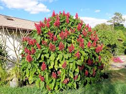 Brazilian Red Cloak 7 Fresh Cuttings – Easy to Root Exotic Shrub