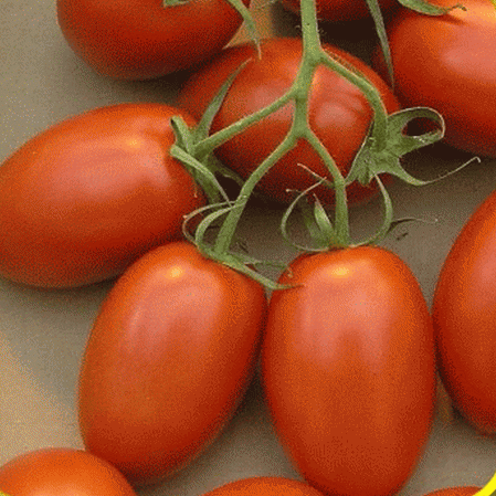 Roma Tomato Seeds | Heirloom, Non-GMO | Perfect for Canning & Sauces | 80 Days | USDA Zones 3-10 |