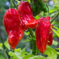 Pepper X - 25+ Seeds World's Hottest Pepper - USA Grown -  - Extreme Heat - Ghost Pepper Hybrid - Home Garden