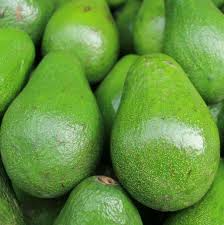 1 Avocado Semil 34 (Persea americana) Starter Plant – Tropical Live Fruit Tree 12″-24″