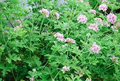 Citrosa Geranium Seeds (Pelargonium citrosum) | 25+ Seeds | Natural Mosquito Repellent & Fragrant Garden Plant