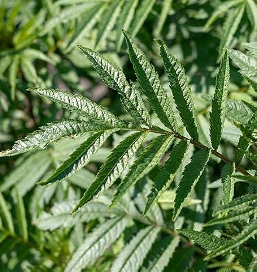 100 Black Mint Huacatay Seeds for Planting - Peruvian Herb, Tagetes minuta, Aromatic Herb for Cooking, Easy to Grow