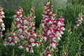 Cherry Twist Snapdragon Seeds 1000+ | Vibrant Cherry-Red Blooms | Antirrhinum majus for Garden & Cut Flowers