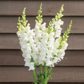 Costa Midly White II Snapdragon Seeds - 1000+ Antirrhinum majus Seeds with Elegant White Blooms