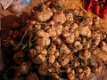40 Jicama Seeds - Mexican Yam Bean (Pachyrhizus erosus) - Non-GMO Tuber Vegetable, Root Potato, and Edible Fruit for Garden or Farm