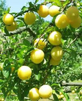 3 Shiro Plum Scions 6-10" Unrooted Cutting for Rooting or Grafting – Prunus salicina, Japanese Plum, Tree Scion, Plum Tree Propagation