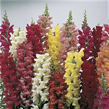 Antirrhinum majus Liberty Scarlet Snapdragon Seeds – 1000+ Bold Red Blooms for Garden & Cut Flowers