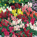 Floral Showers Mix Snapdragon Seeds - 1000+ Colorful Dwarf Blooms for Garden & Containers