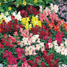 Floral Showers Mix Snapdragon Seeds - 1000+ Colorful Dwarf Blooms for Garden & Containers