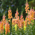 Antirrhinum majus Rocket Bronze Snapdragon Seeds – 1000+ Warm Copper Blooms for Garden & Cut Flowers