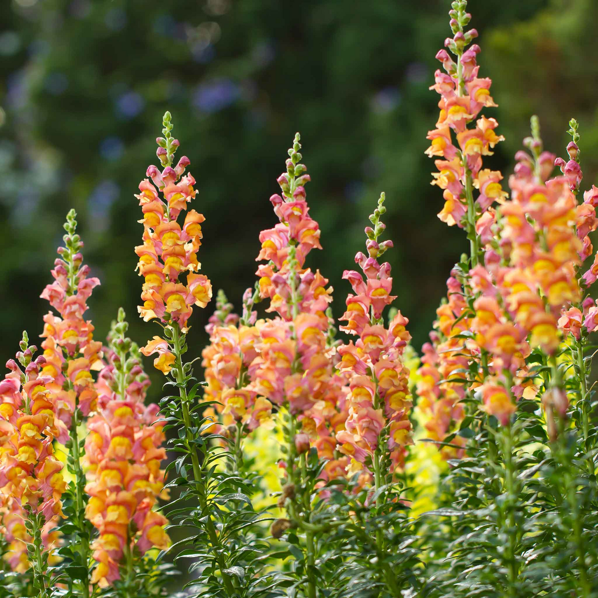 Antirrhinum majus Rocket Bronze Snapdragon Seeds – 1000+ Warm Copper Blooms for Garden & Cut Flowers