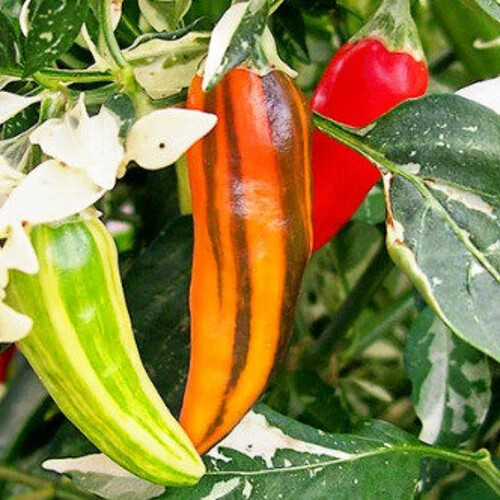Fish Pepper Seeds | Heirloom, Non-GMO | Medium-Hot 5,000-30,000 Scoville | Variegated | 80 Days | USDA Zones 4-10 |