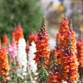 Candy Tops Mix Snapdragon Seeds (Antirrhinum majus) | 1000+ Seeds | Compact Vibrant Multi-Color Blooms for Garden & Containers