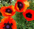 Oriental Poppy Seeds - 200+ Perennial Flower Seeds, Reddish-Orange Blooms, Zones 3-8, Full Sun, Low Maintenance,