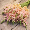 Chantilly Light Salmon Snapdragon Seeds | 1000+ Antirrhinum majus Tall Peachy-Salmon Blooms for Garden & Cut Flowers