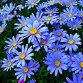 Blue Marguerite Daisy Seeds – 200+ Sky-Blue Blooms with Yellow Centers for Pollinator Gardens, Containers & Borders – Felicia amelloides