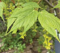 Acer tegmentosum Seeds – Manchurian Snakebark Maple – Rare Ornamental Tree with Striped Bark, Cold Hardy Shade Tree for Zones 4–7