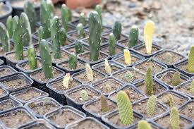 1 Foot Cactus Unrooted Cuttings – Perfect for Propagation, Garden Cactus, Easy-to-Grow, Ideal for DIY Projects