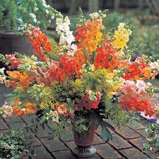 Chantilly Mix Snapdragon Seeds – 1000+ Pastel Butterfly Blooms for Cut Flowers & Pollinator Gardens