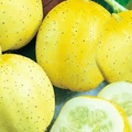 Lemon Cucumber Seeds - Heirloom, Non-GMO, Round & Sweet, Perfect for Salads & Pickling, USDA Zones 2-10,