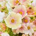 Apricot Lemonade Cosmos Seeds – 200+ Soft Pastel Blooms for Cottage Gardens, Cut Flowers & Pollinator Beds – Cosmos bipinnatus