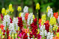 Cinderella Snapdragon Seeds 1000+ | Antirrhinum majus | Pastel Blooms for Garden & Cut Flowers