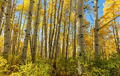 Quaking Aspen Trees (Populus tremuloides), Bare Root Seedlings, 8-14 Inches Tall